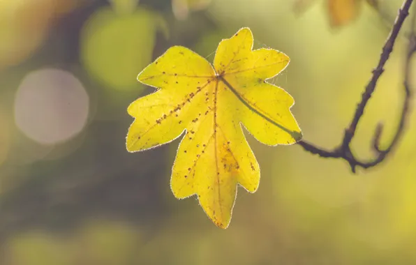 Autumn, leaf, sunny