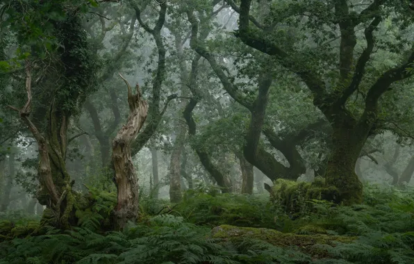 Лес, деревья, природа, туман, папоротники