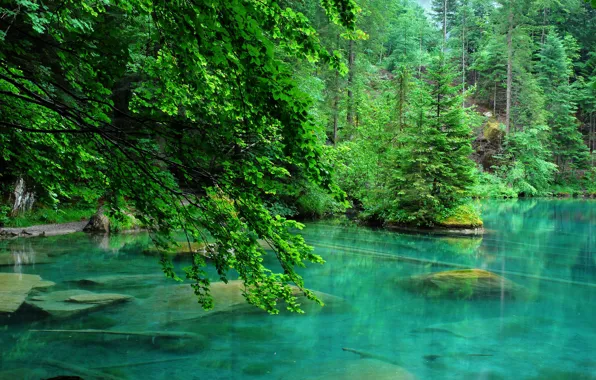 Картинка лес, деревья, озеро, камни