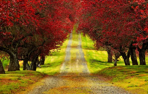 Дорога, осень, лес, листья, деревья, природа, время, парк