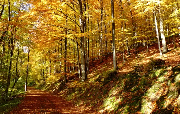 Картинка лес, листья, деревья, тропа, Осень, forest, листопад, trees
