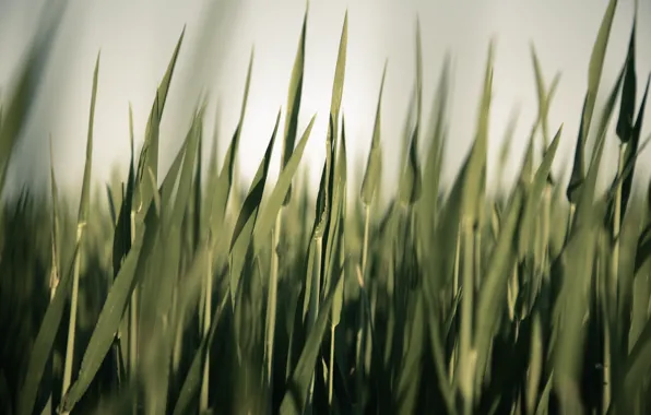 Картинка зелень, трава, photographer, осока, markus spiske