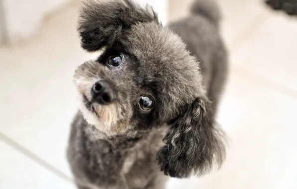 Взгляд, фон, собака