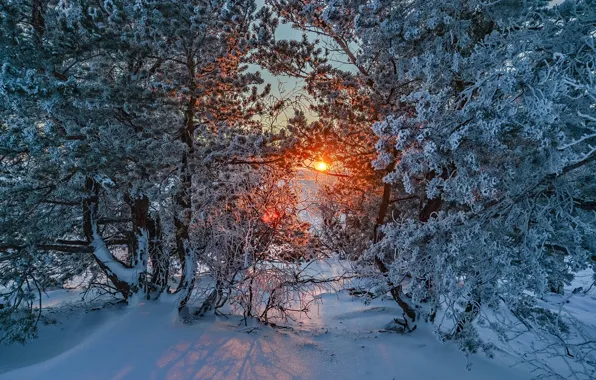 Картинка зима, иней, снег, деревья, закат