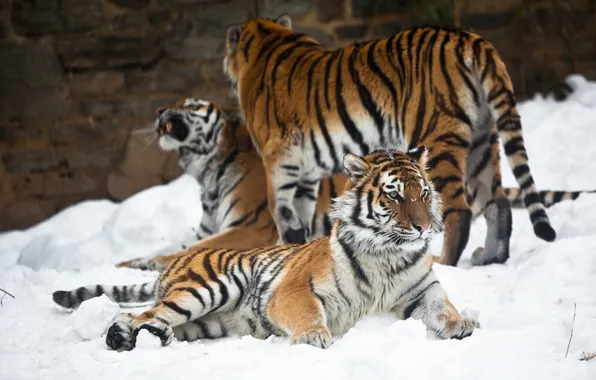 Кошка, снег, тигр, амурский
