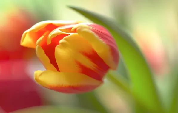 Картинка цветы, природа, тюльпаны