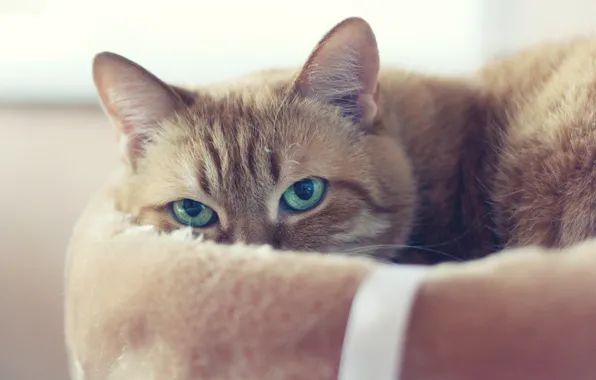 Кошка, кот, взгляд, морда, фон, отдых, портрет, светлый
