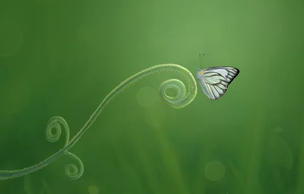 Макро, бабочка, зелёный фон