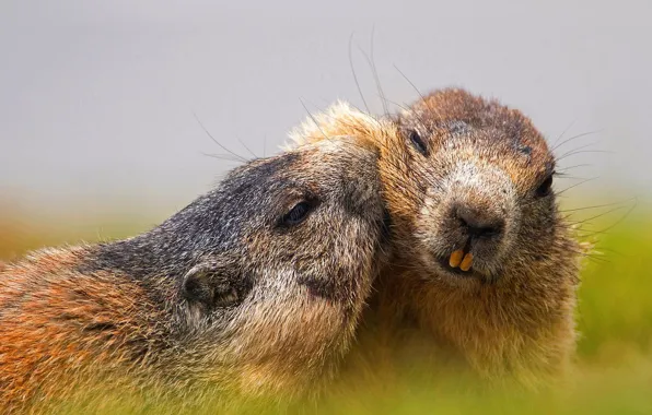 Nature, meadow, prairie dog