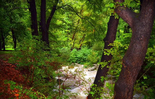 Картинка Поток, Лес, Nature, Речка, River, Forest