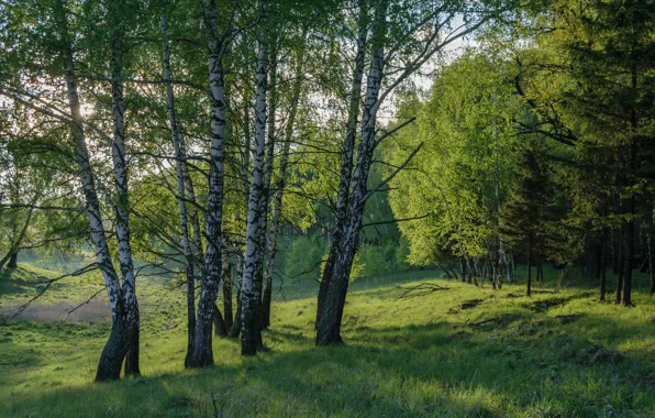 Картинка лес, лето, деревья, Россия, берёзы