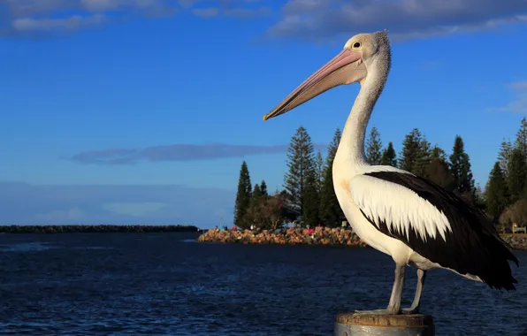 Картинка Australia, pelicans, Water Birds