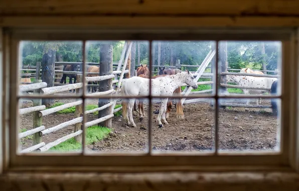 Horses, stable, window glass