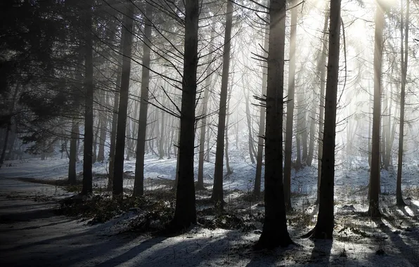 Картинка зима, лес, деревья, природа