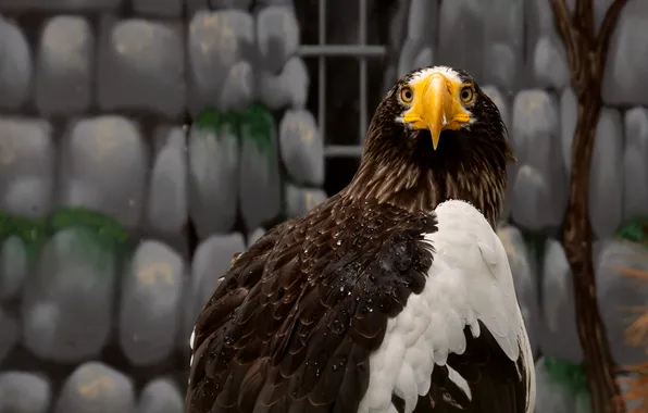 Feathers, eagle, drawing, beak, weird background