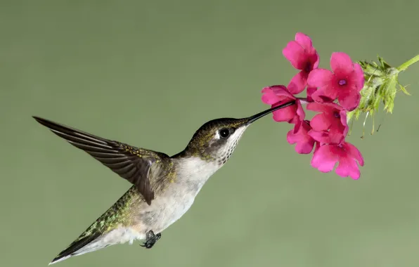 Цветок, полет, цветы, природа, нектар, птица, крылья, клюв