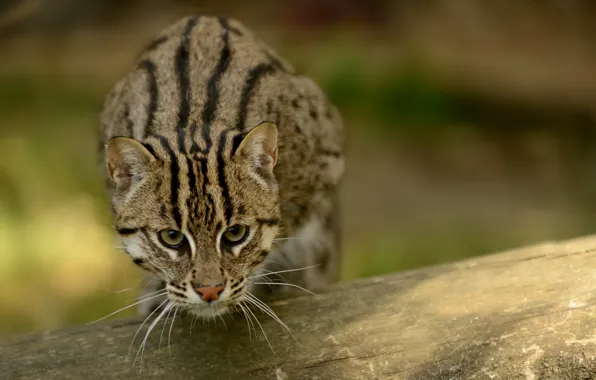 Картинка кошка, кот, fishing cat, кот рыболов, рыболов