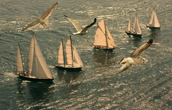 Море, птицы, романтика, позитив, паруса