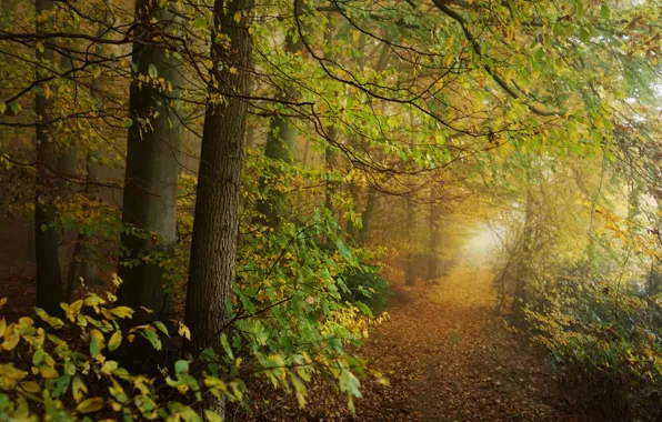 Картинка осень, лес, деревья, тропа, тропинка