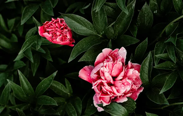 Картинка листья, капли, розовые, пионы