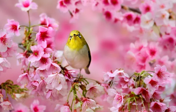 Картинка цветы, дерево, весна, сакура, Птичка, розовые, Японская белоглазка