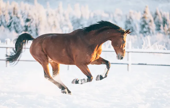 Зима, поле, лес, свет, снег, природа, конь, прыжок