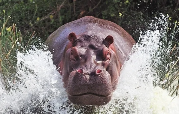 Картинка water, mammal, Animales, Agua, animal themes, animal wildlife, hipopotamo