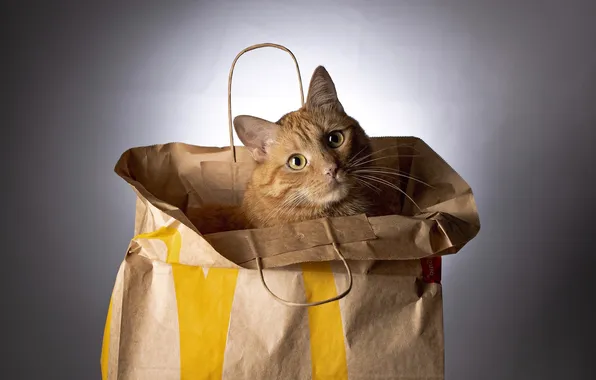 Кошка, кот, взгляд, поза, пакет, рыжий, сумка, серый фон