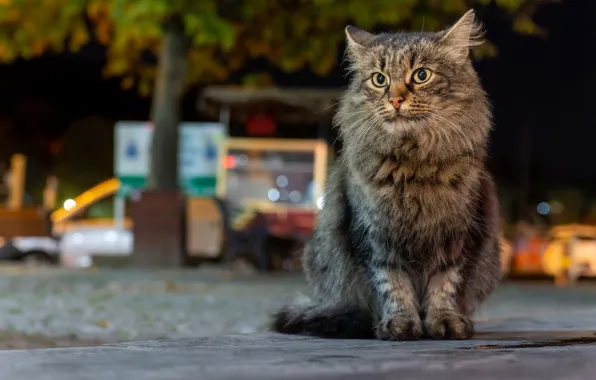 Кошка, кот, улица, сидит
