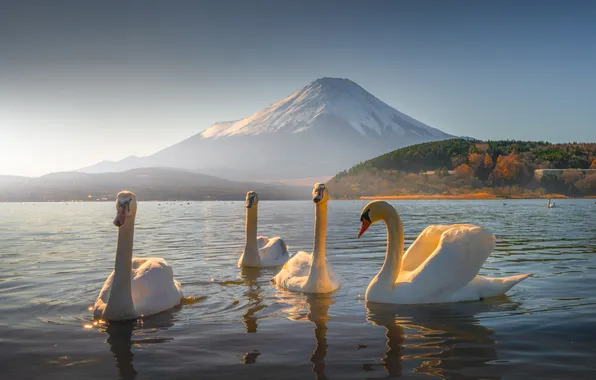 Картинка птицы, озеро, гора, Япония, Фудзи, Japan, лебеди, Mount Fuji