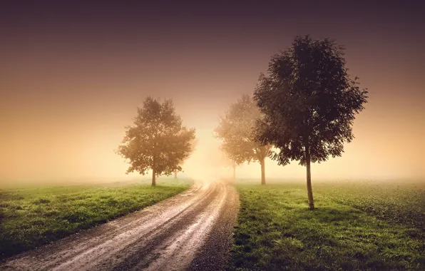 Картинка дорога, деревья, природа, туман, утро, дымка