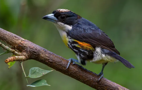 Картинка птицы, ветка, spot-crowned barbet, пятнистый кабезон