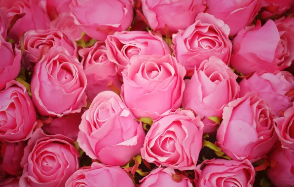 Картинка цветы, розы, розовые, бутоны, pink, flowers, romantic, roses