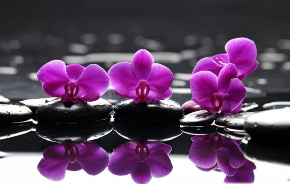 Картинка цветы, капельки, отражение, камни, фиолетовые, Spa, спа, purple flowers