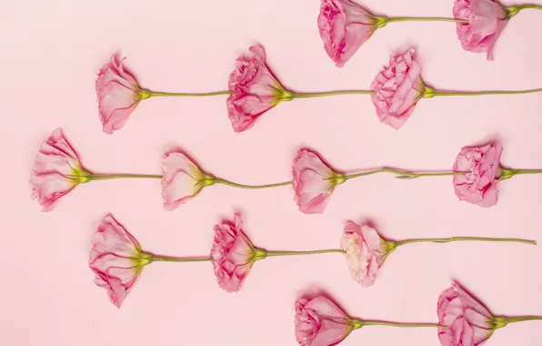 Картинка цветы, розовые, розовый фон, pink, flowers, эустома, eustoma