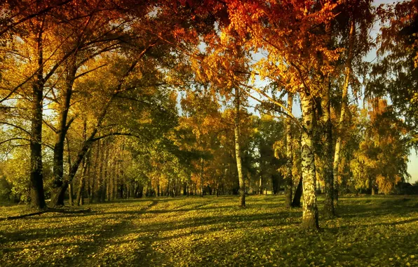 Картинка осень, небо, лучи, деревья, листва