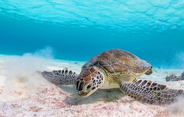 Картинка песок, море, вода, фон, черепаха, подводный мир, морская черепаха, морской