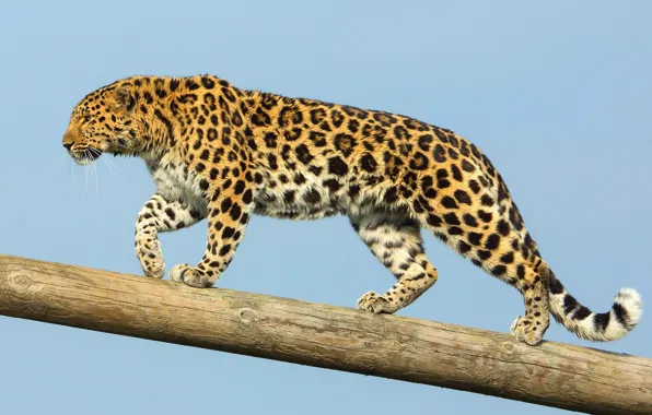 Хищник, амурский леопард, дальневосточный леопард
