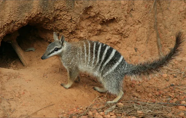 Animals, nature, грызун, rodent, намбат, numbat, не ВыХухоль)