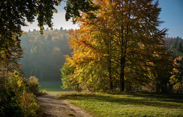 Дорога, осень, лес, природа, парк