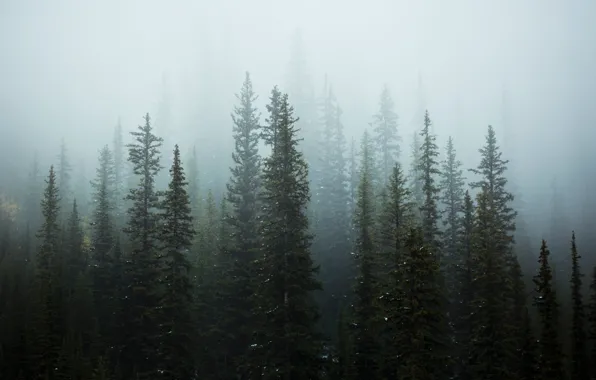 Картинка снег, деревья, природа, туман