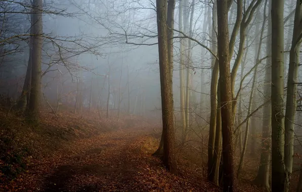 Дорога, осень, лес, туман