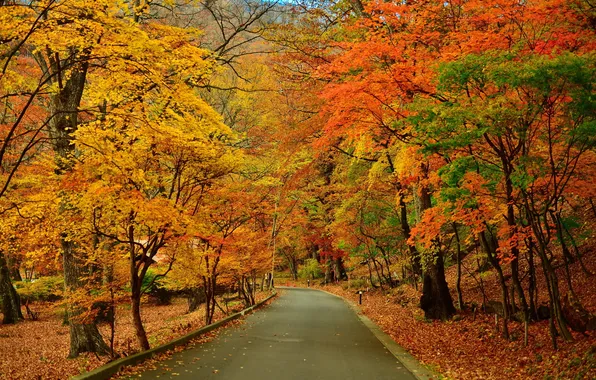 Картинка дорога, осень, деревья, парк