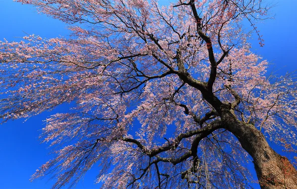 Картинка цветы, ветки, дерево, Япония, сакура