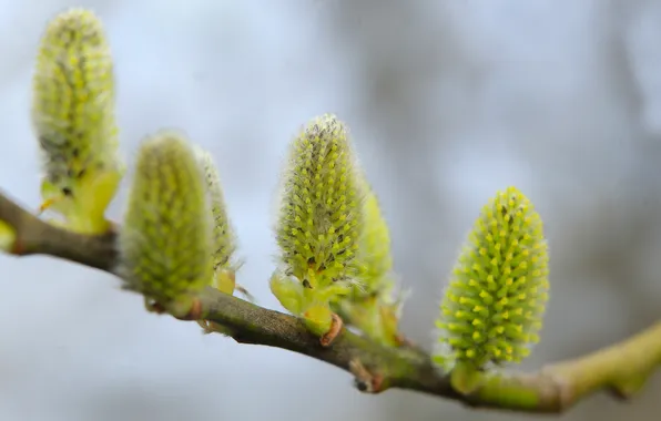 Spring, twig, base kitten