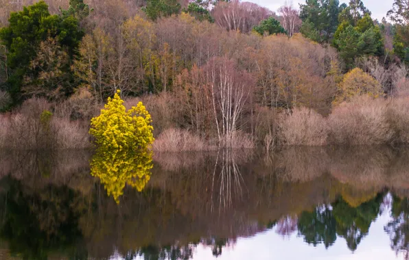 Картинка осень, лес, деревья, озеро, река