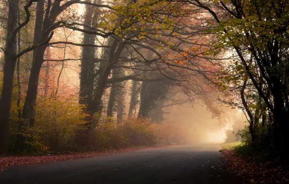 Дорога, осень, лес, листья, деревья, туман, листва