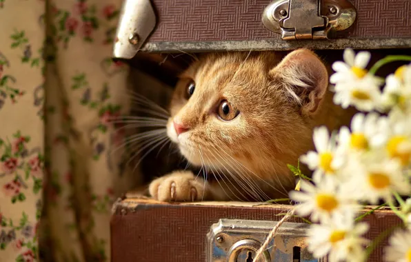 Картинка кот, цветы, ромашки, ситуация, рыжий, мордочка, котейка, Ирина Горюкина