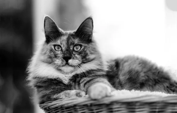 Картинка кошка, взгляд, шерсть