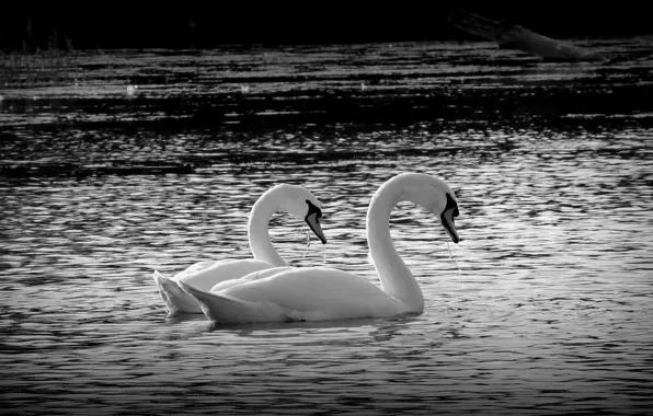 Вода, природа, озеро, фото, настроение, птица, черное, пара